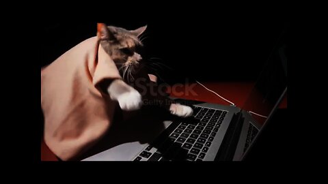 القط واللاب توب والانترنت The cat, the laptop and the internet