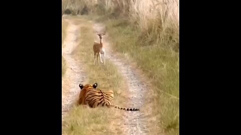 Tiger Attack Fawn Deer Cubs