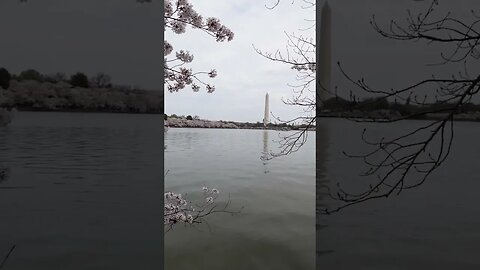 Beautiful Cherry Blossoms over the Tidal Basin | DC 2023