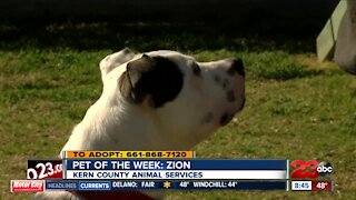 Pet of the Week: Zion