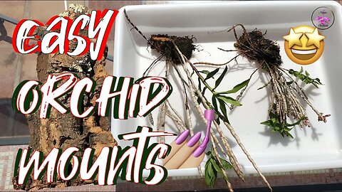 💯 EASIEST Method of Mounting Orchids 💯 | Min. Stress Max. Support | Looks GREAT! 💪🏼#ninjaorchids