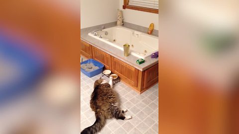 Cat Has Mastered The Art Of Lazy Eating