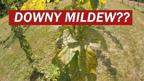 IS THIS DOWNY MILDEW?!?! | Spraying hop plants with copper fungicide
