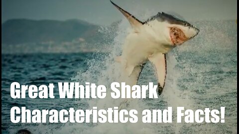 Great White Shark || Characteristics and Facts!