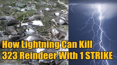 How FREAK Lightning Killed 323 Reindeer With ONE Strike