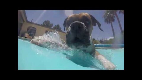 Boxer se prepara para natacion extrema