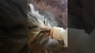 Kittens Feeding Time