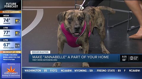 Rescues in Action Jan. 19 | Annabelle seeks full-time pal