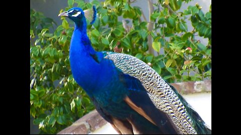 Beautiful peacock adorns mailbox in suburban Los Angeles