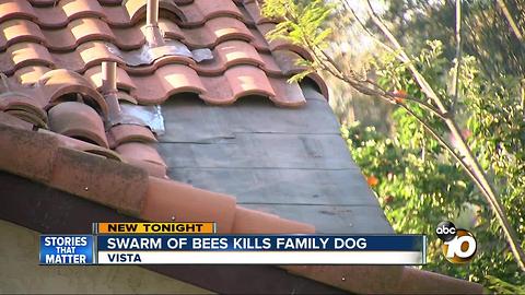 Swarm of bees kills family dog