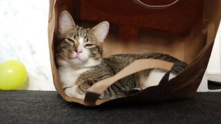 Funny Cat Loves to Sit in a Paper Bag