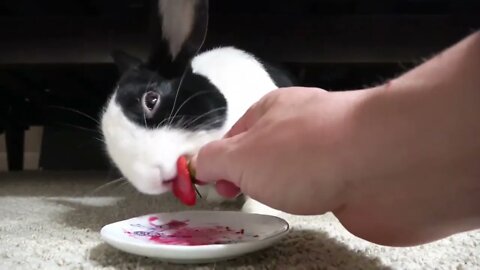 Rabbit Hates a New, Terrible Taste