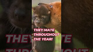 Bush Dog Facts! 😎