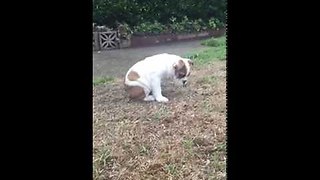 Bulldog puppy experiences rain for first time