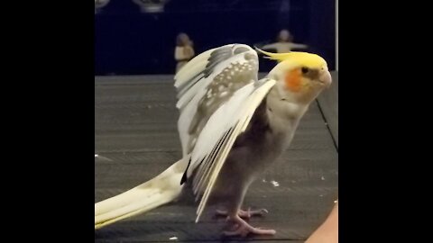 Proud cockatiel shows off his impressive wings