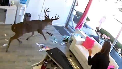 Deer crashes into a hair salon