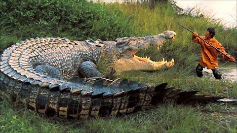 deadly attack by an incredible alligator