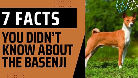 Seven Things You Didn’t Know About the Basenji.