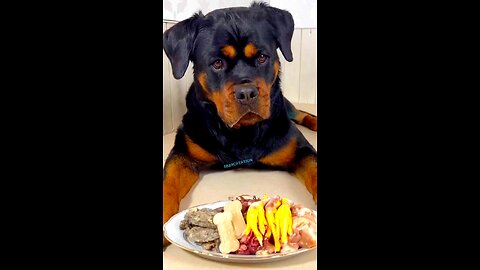 Angry Labrador Retriever dog eating food looking intesesting