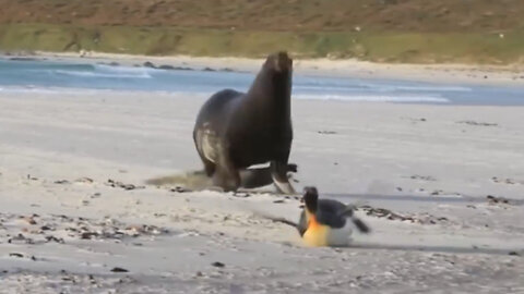 When penguins try to escape from being chased by seals