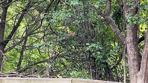 Cardinal fledgling chirping