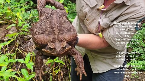 Giant cane toad found in Conway National Park in north Queensland weighs 2.7kg #shorts