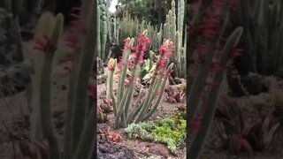 Look at this spectacular display of cacti and succulents!