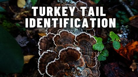 4 Tips to Identify Turkey Tail Mushrooms!