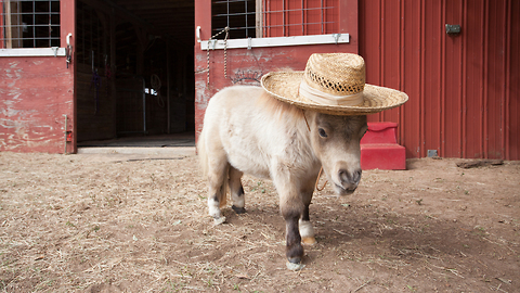 This Tiny Horse Is Becoming An Internet Sensation