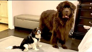 Newfie helps manage mischievous Cavalier puppy