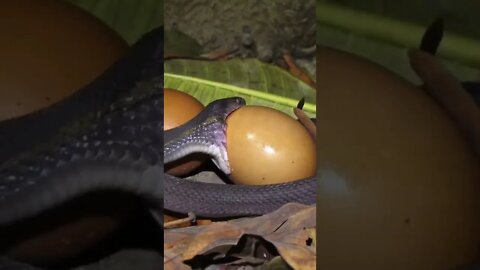 THIS SNAKE TRIES TO EAT AN EGG 🐍