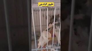 طيور البادجى هوكو كيوت روعة مرحبا