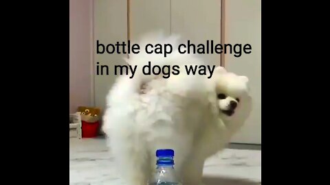 My Dog Tries The Bottle Cap Challenge! And Does It HIS Way!