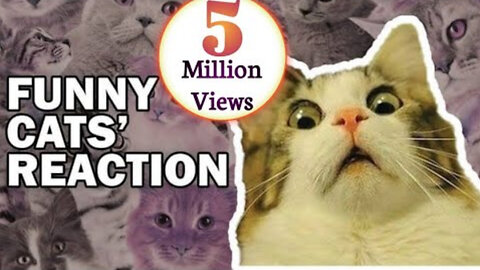 Cat funny video, funny video, funny animal videos, funny animal videos 2023,