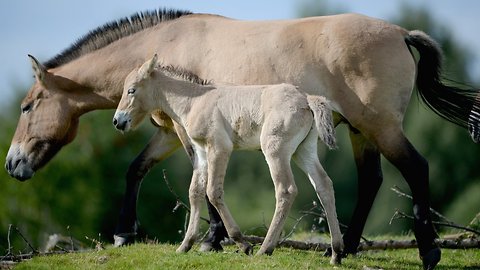 DNA Tests Show There Aren't Any Truly Wild Horses Left On Earth