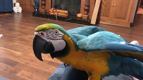 Parrot blows kisses to owner leaving for work