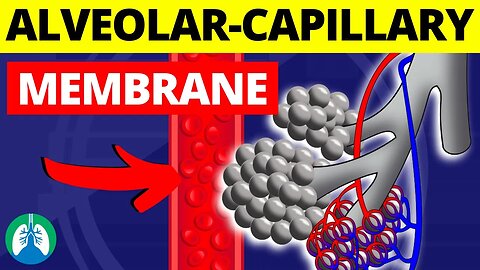 Alveolar-Capillary Membrane (Medical Definition) | Blood-Air Barrier