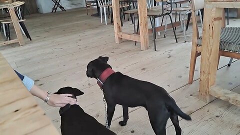 Beach life with loved ones and our dogs Patterdale Terriers working hunting breeds