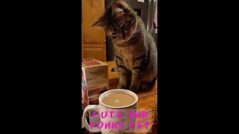 OMG So Cute Cats Best Funny Sort Videos 2021| Cutest baby animals Videos Compilation