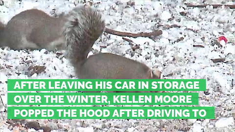 Sneaky Squirrels Stash over 50 Pounds of Pine Cones Under Hood of Man’s Car
