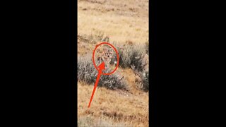 Hunting Coyotes #shorts #animals #ytshorts #coyotes #hunting #05
