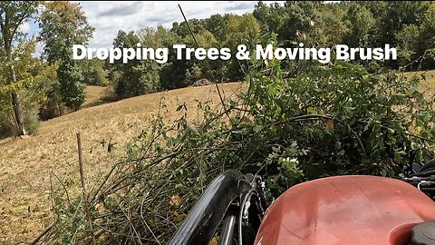 Dropping Trees & Moving Brush