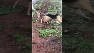 Dogs TAG YOU ARE It! Mini Pincher German Shepherd | Chasing Each Other K9 D.I.Y in 4D