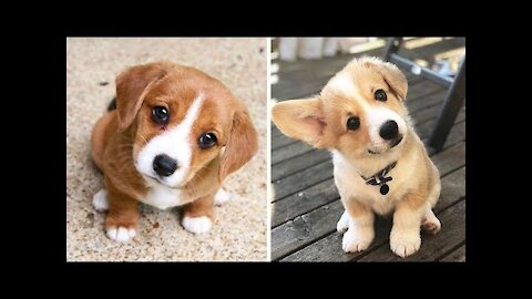 Cute Funny and Smart Dogs | Cute Puppies 😍 Compilation #6 | Cute Buddy