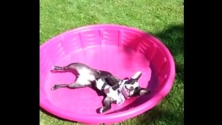 French Bulldog in kiddie pool protests lack of water