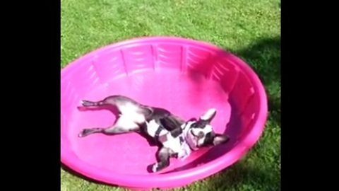 French Bulldog in kiddie pool protests lack of water