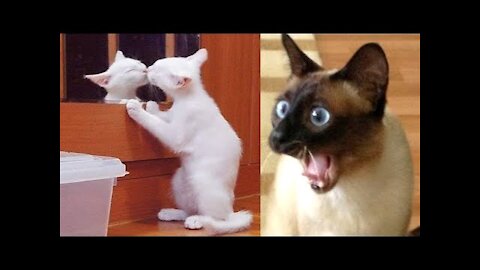 Funny Cat Reaction Videos - Try Not To Laugh 🤣