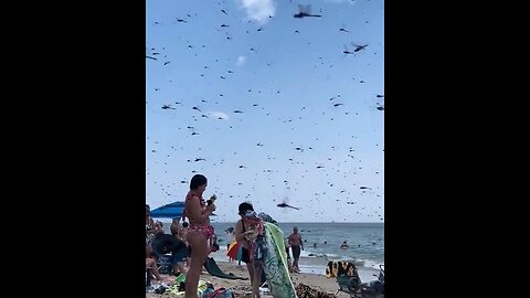 Wild, Apocalyptic Scene At A Rhode Island Beach As A Massive Swarm Of Supersized Dragonflies Invade
