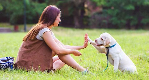 Train your dog like a pro training center | dog training tutorial