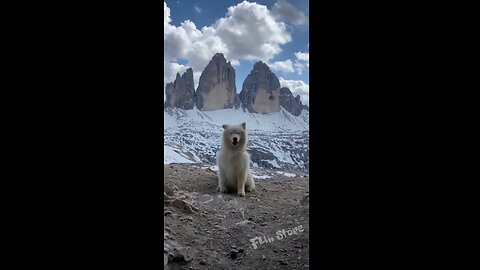 Adorable Polar Bear: Ears-tastic Moments!